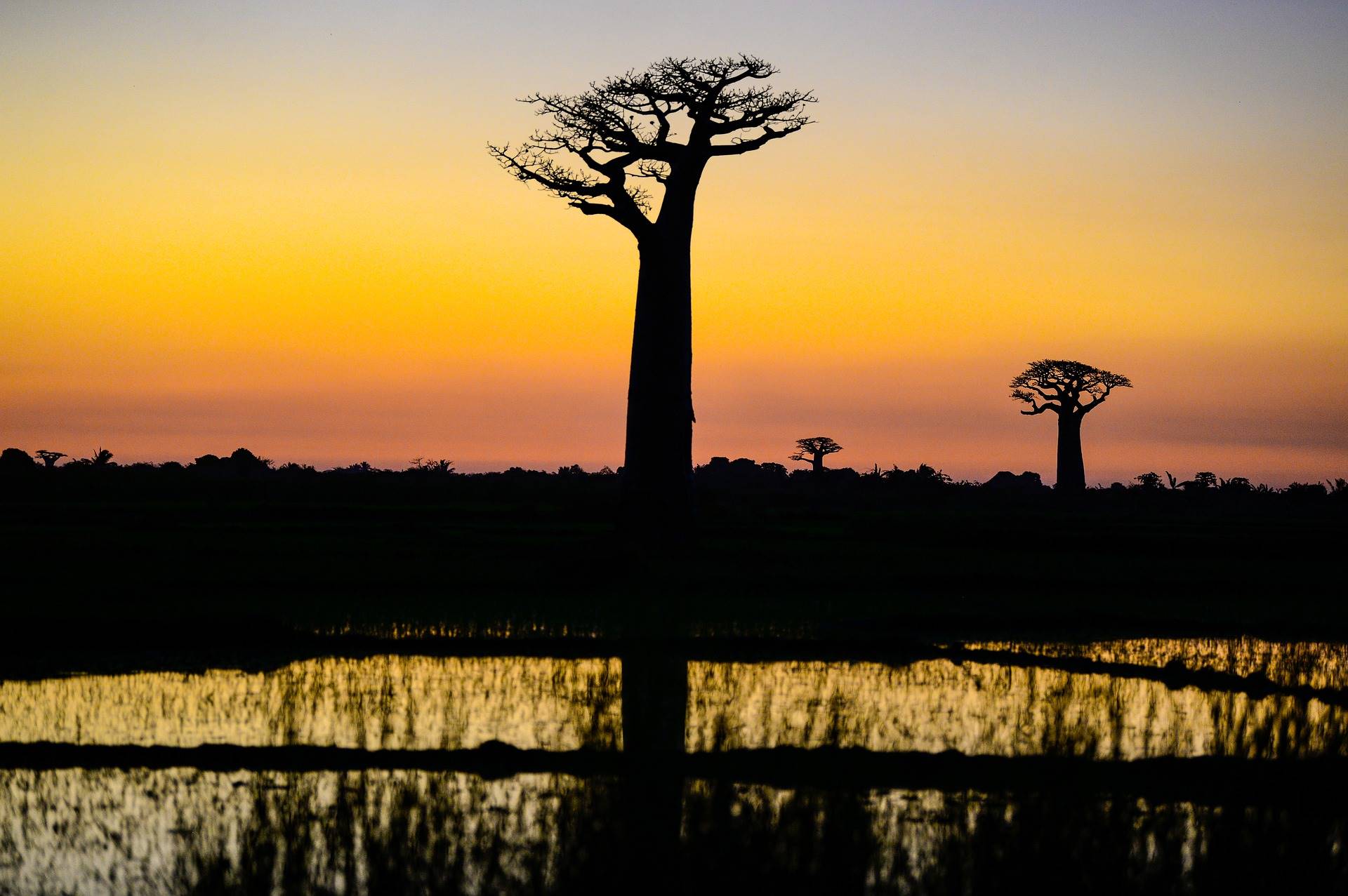 Baobab a Madagascar